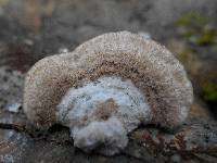 Trametes hirsuta image