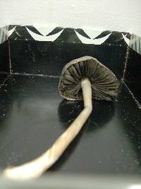 Panaeolus antillarum image