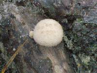 Lentinus tigrinus image