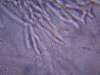 Trametopsis cervina image