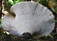 Polyporus ianthinus image