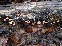 Xylaria cubensis image