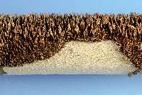 Hydnoporia olivacea image