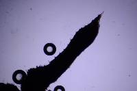 Hydnoporia olivacea image