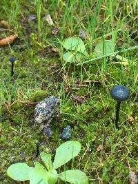 Arrhenia chlorocyanea image