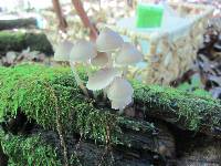 Mycena inclinata image