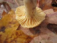 Cuphophyllus pratensis image