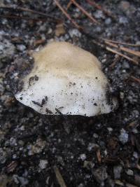 Hygrophorus gliocyclus image