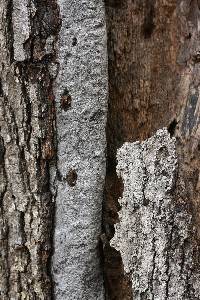 Biscogniauxia atropunctata image