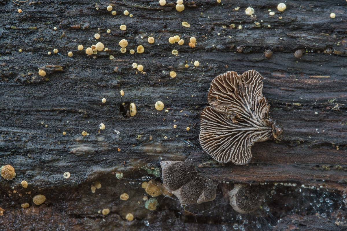 Resupinatus trichotis image