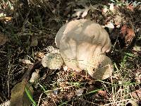 Calvatia craniiformis image