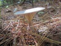 Ampulloclitocybe clavipes image