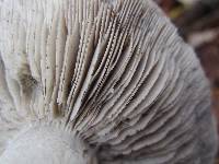 Tricholoma acris image