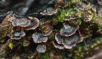 Resupinatus applicatus image