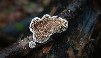 Trametes villosa image