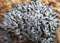 Physcia caesia image