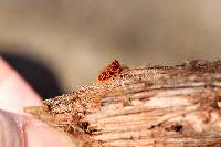 Metatrichia vesparium image