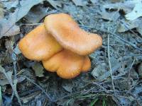 Cortinarius semisanguineus image