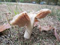 Entoloma sinuatum image