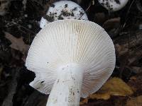 Hygrophorus sordidus image