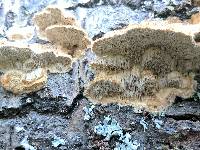 Trametes trogii image