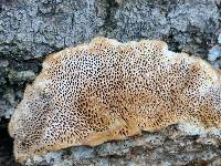 Trametes trogii image