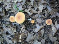 Lactifluus hygrophoroides image