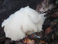 Pleurotus pulmonarius image