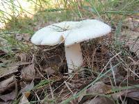 Russula parvovirescens image