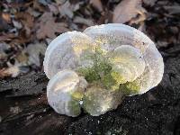 Trametes gibbosa image