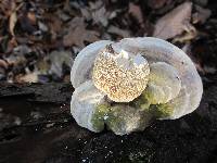Trametes gibbosa image