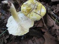 Tricholoma sejunctum image