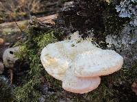 Tyromyces chioneus image