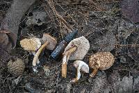 Austroboletus gracilis image
