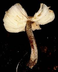 Leucocoprinus cepistipes image