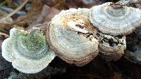 Trametes hirsuta image