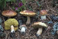 Boletus rubriceps image