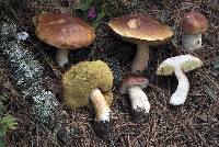 Boletus rubriceps image