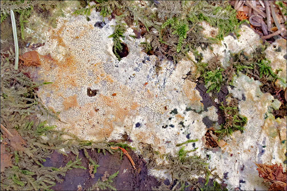 Steccherinum subcrinale image