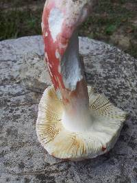 Russula rosea image