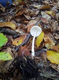 Oudemansiella hygrophoroides image