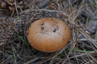 Amanita nishidae image