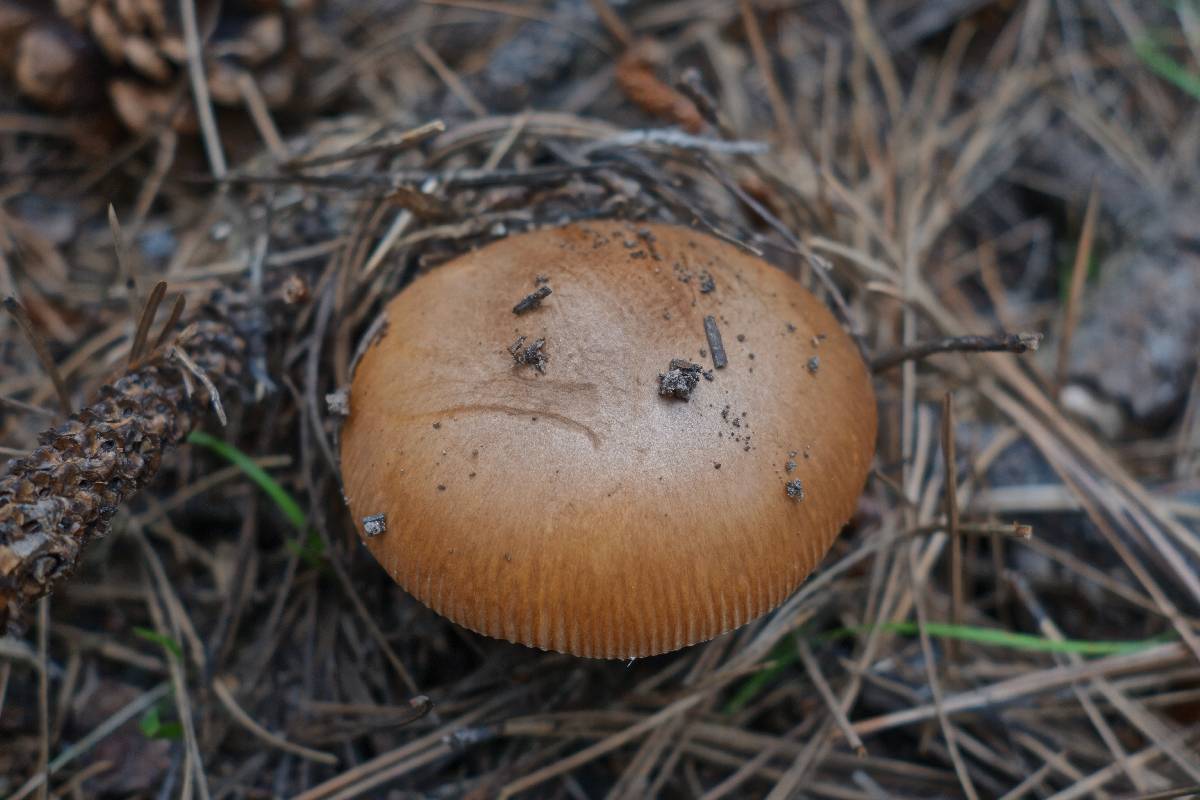 Amanita nishidae image