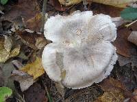 Tricholoma acris image