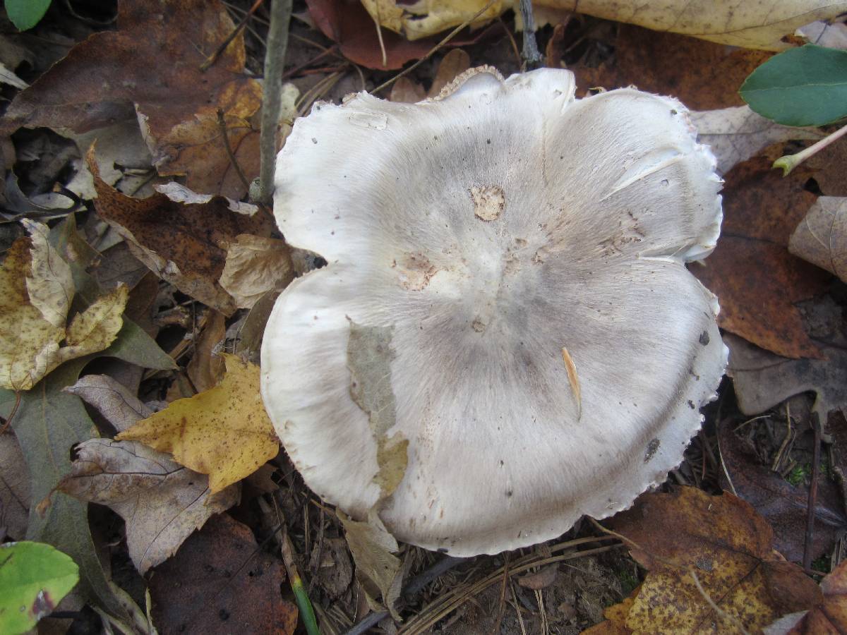 Tricholoma acris image