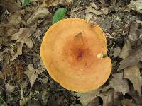 Lactarius volemus image