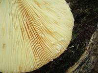 Lactarius volemus image