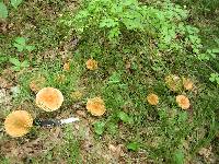 Lactarius volemus image