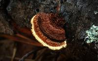 Gloeophyllum sepiarium image