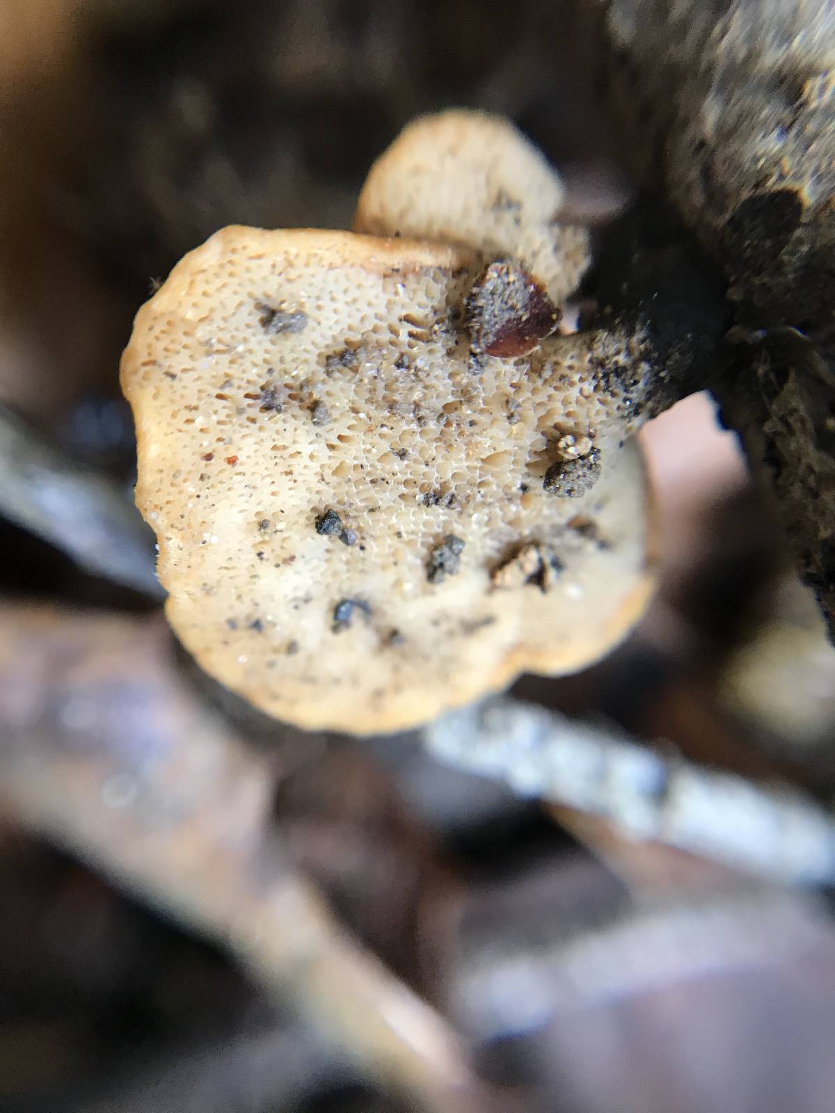 Cerioporus image